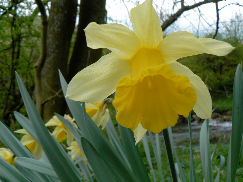 Daffodil Daffodil